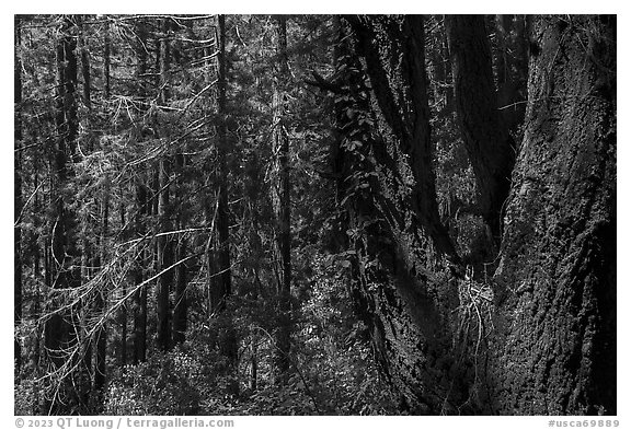 Thick forest grove. Cotoni-Coast Dairies Unit, California Coastal National Monument, California, USA (black and white)