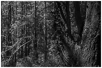 Thick forest grove. Cotoni-Coast Dairies Unit, California Coastal National Monument, California, USA ( black and white)