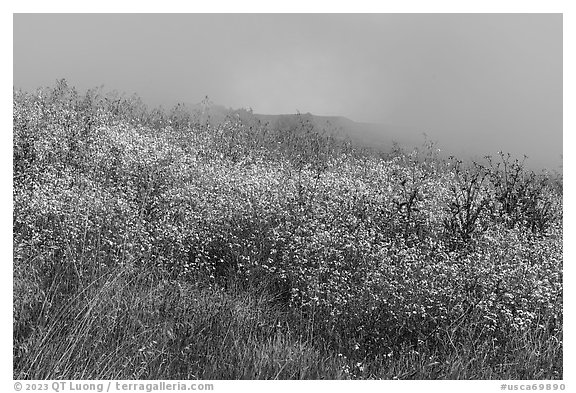 Wildflowers, marine layer, and hills. Cotoni-Coast Dairies Unit, California Coastal National Monument, California, USA (black and white)