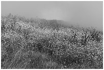 Wildflowers, marine layer, and hills. Cotoni-Coast Dairies Unit, California Coastal National Monument, California, USA ( black and white)