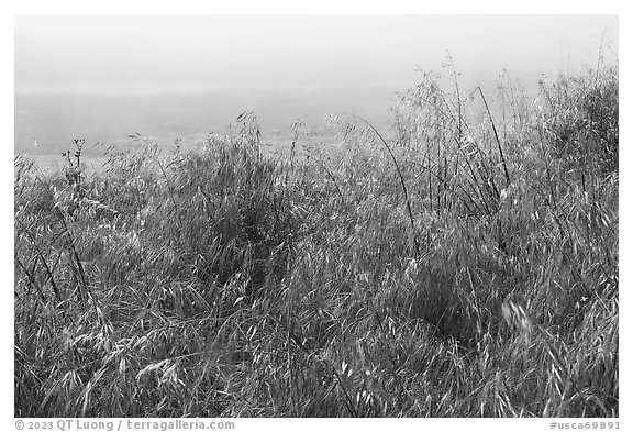 Wildflowers and marine layer fog. Cotoni-Coast Dairies Unit, California Coastal National Monument, California, USA (black and white)