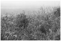 Wildflowers and marine layer fog. Cotoni-Coast Dairies Unit, California Coastal National Monument, California, USA ( black and white)
