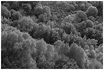 Trees on hillside in late winter, Evergreen hills. San Jose, California, USA ( black and white)