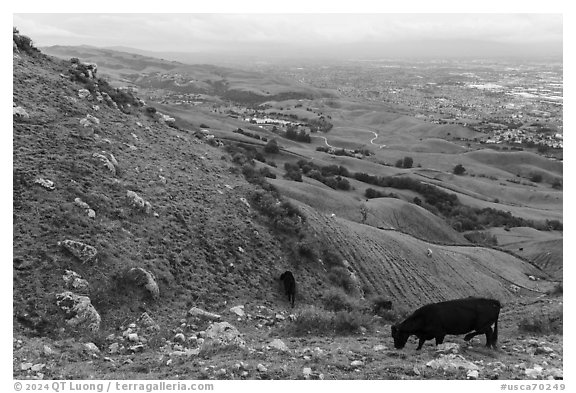 Cows grazing on hills above Milpitas and Silicon Valley, Ed Levin County Park. California, USA (black and white)