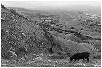 Cows grazing on hills above Milpitas and Silicon Valley, Ed Levin County Park. California, USA ( black and white)
