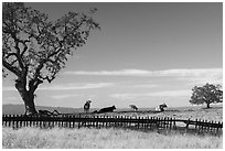 Fence and cows, Joseph Grant County Park. San Jose, California, USA ( black and white)