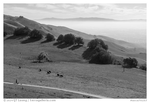 Trail, pasture with cows, Silicon Valley, Mission Peak Regional Preserve. California, USA (black and white)