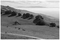 Trail, pasture with cows, Silicon Valley, Mission Peak Regional Preserve. California, USA ( black and white)