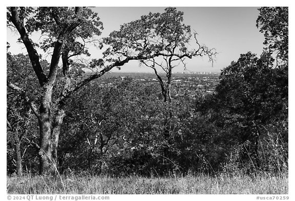 San Jose skyline through trees, Heintz Open Space. San Jose, California, USA (black and white)