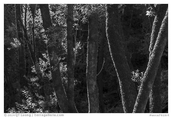 Moss-covered tree trunks in early spring, Uvas Canyon County Park. California, USA (black and white)