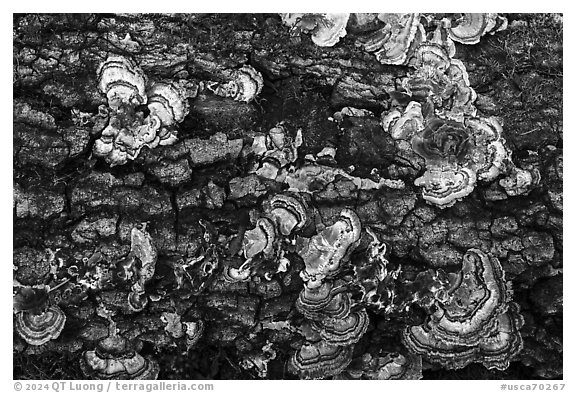 Mushrooms on log, Uvas Canyon County Park. California, USA (black and white)