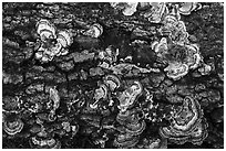Mushrooms on log, Uvas Canyon County Park. California, USA ( black and white)