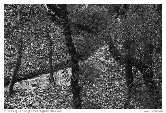 Limekiln Canyon Creek, Lexington Reservoir County Park. California, USA (black and white)