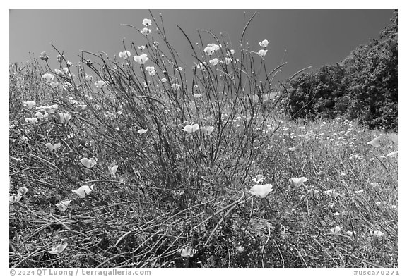 California Poppies, Almaden Quicksilver County Park. San Jose, California, USA (black and white)