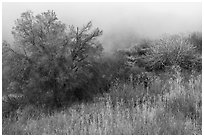 Trees in fog, Alum Rock Park. San Jose, California, USA ( black and white)