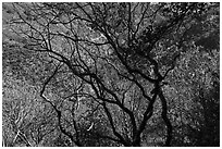 Trees in autumn, Alum Rock Park. San Jose, California, USA ( black and white)