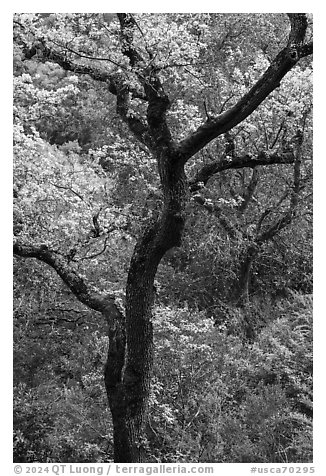Trees in early spring, Fremont Older Preserve. California, USA (black and white)