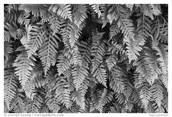 Ferns, Alum Rock Park. San Jose, California, USA (black and white)