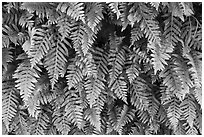 Ferns, Alum Rock Park. San Jose, California, USA ( black and white)