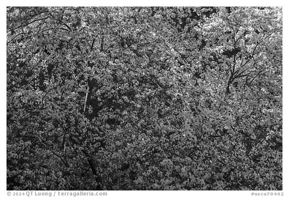 Tree in bloom, Alum Rock Park. San Jose, California, USA (black and white)