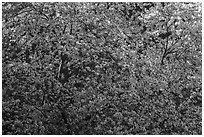 Tree in bloom, Alum Rock Park. San Jose, California, USA ( black and white)