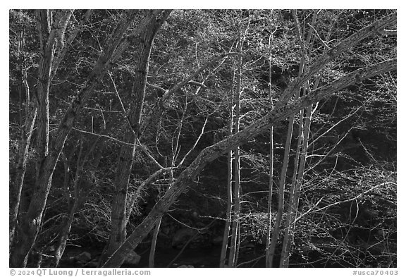 Valley trees in early spring, Alum Rock Park. San Jose, California, USA (black and white)