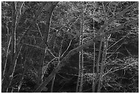 Valley trees in early spring, Alum Rock Park. San Jose, California, USA ( black and white)