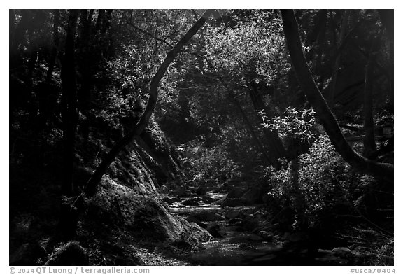 Upper Penitencia Creek, Alum Rock Park. San Jose, California, USA (black and white)