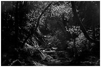 Upper Penitencia Creek, Alum Rock Park. San Jose, California, USA ( black and white)