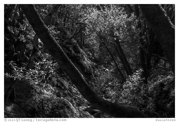 Upper Penitencia Creek flowing in forest, Alum Rock Park. San Jose, California, USA (black and white)