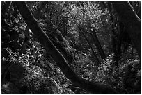 Upper Penitencia Creek flowing in forest, Alum Rock Park. San Jose, California, USA ( black and white)