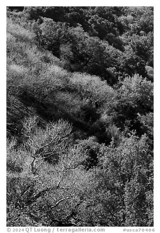 South Rim in early spring, Alum Rock Park. San Jose, California, USA (black and white)