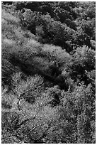 South Rim in early spring, Alum Rock Park. San Jose, California, USA ( black and white)