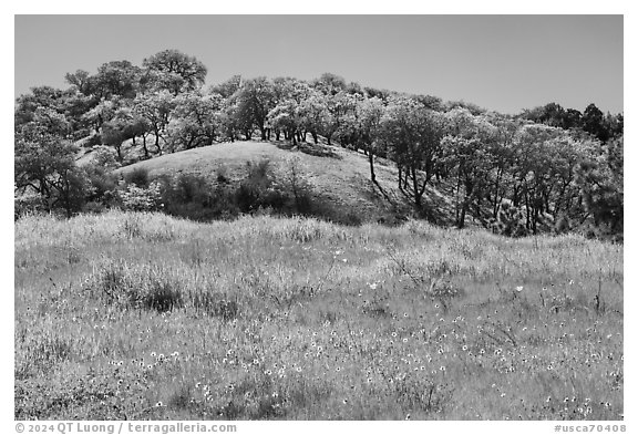 Sunflowers and oak trees, Coyote Valley Open Space Preserve. California, USA (black and white)