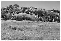 Sunflowers and oak trees, Coyote Valley Open Space Preserve. California, USA ( black and white)
