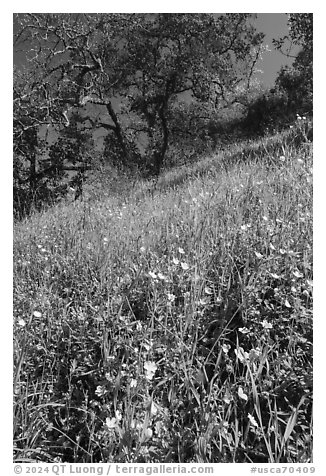 Wildflowers on hillside with oaks, Coyote Valley Open Space Preserve. California, USA (black and white)