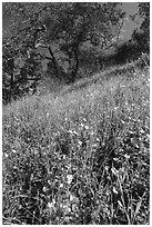 Wildflowers on hillside with oaks, Coyote Valley Open Space Preserve. California, USA ( black and white)