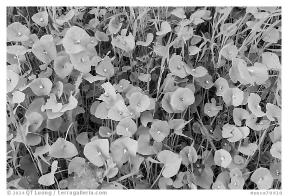 Close-up of Miner's Lettuce with blooms, Coyote Valley Open Space Preserve. California, USA (black and white)
