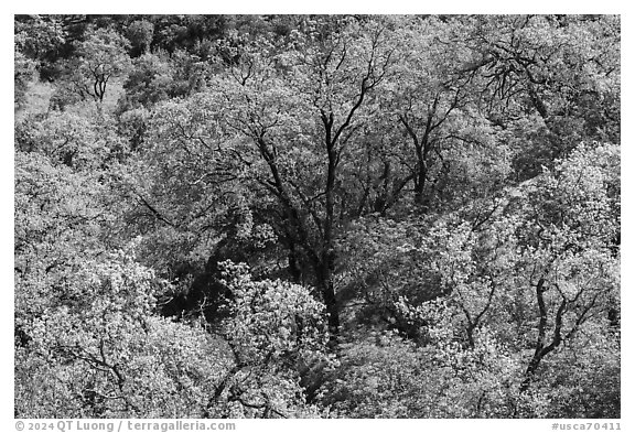 Oak trees, Coyote Valley Open Space Preserve. California, USA (black and white)