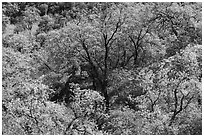 Oak trees, Coyote Valley Open Space Preserve. California, USA ( black and white)