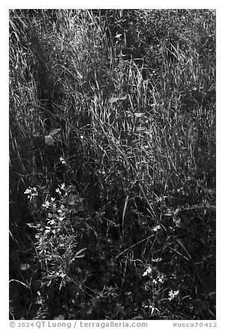 Close-up of spring wildflowers and grasses, Coyote Valley Open Space Preserve. California, USA (black and white)