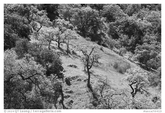 Hillside with freshly leafed oak trees, Coyote Valley Open Space Preserve. California, USA (black and white)