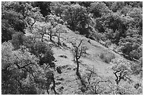 Hillside with freshly leafed oak trees, Coyote Valley Open Space Preserve. California, USA ( black and white)