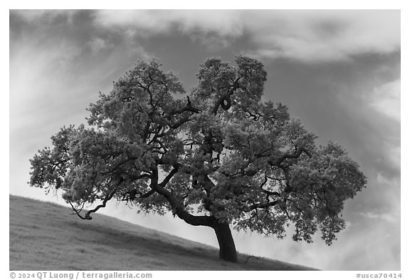 Oak tree against sky in spring, Santa Teresa County Park. California, USA (black and white)