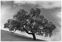 Oak tree against sky in spring, Santa Teresa County Park. California, USA ( black and white)