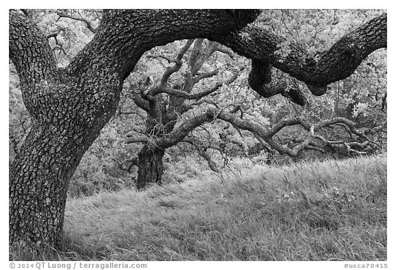 Oak trees with gnarled branches, Santa Teresa County Park. California, USA (black and white)