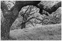 Oak trees with gnarled branches, Santa Teresa County Park. California, USA ( black and white)