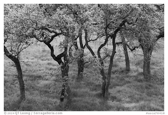 Cluster of newly leaved trees, Calero County Park. California, USA (black and white)