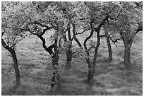Cluster of newly leaved trees, Calero County Park. California, USA ( black and white)