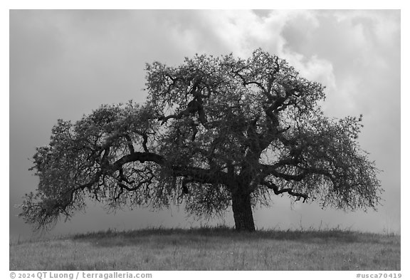 Oak tree against cloudy sky in spring, Calero County Park. California, USA (black and white)